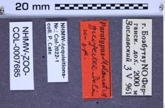 Etikette zu Melanotus gurjevae (Dolin, 1997) (NHMW-ZOO-COL-0007685)